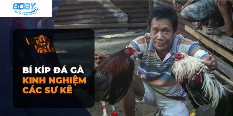 Vì sao đá gà Thomo tại 8day được nhiều người yêu thích?