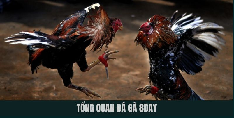 Giới thiệu về 8Day và chuyên mục đá gà