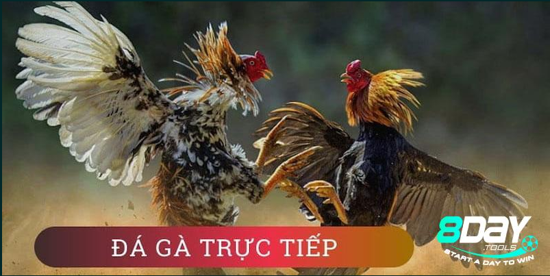Các loại hình đá gà phổ biến tại 8Day