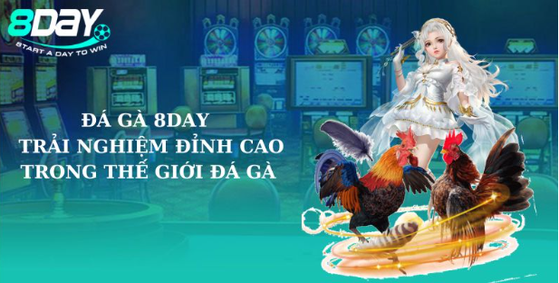 Đá gà 8Day trải nghiệm tại nhà cái uy tín hàng đầu châu Á