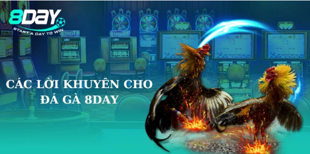 Đá gà 8day sân chơi cho người thích gà chiến trực tuyến