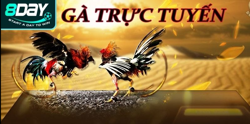Hướng dẫn cá cược đá gà 8day thomo hôm nay